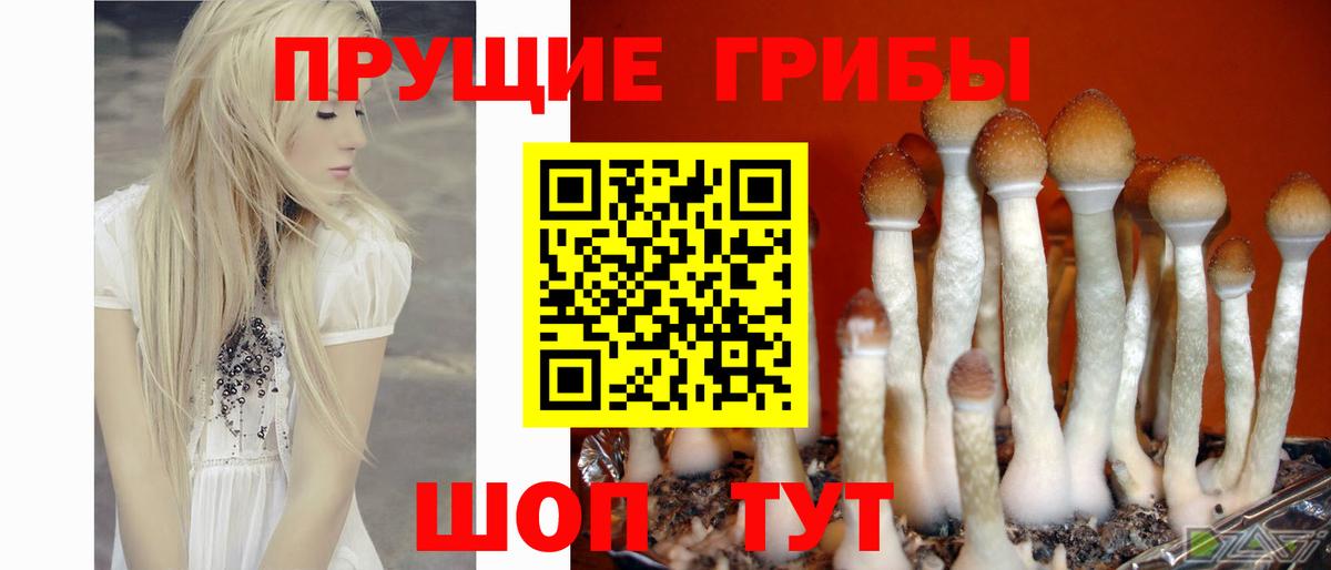 Псилоцибиновые грибы мицелий Саянск